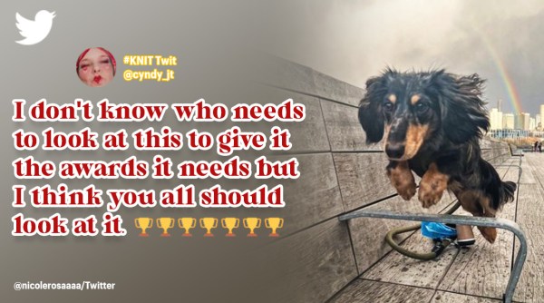 rigatoni, rigatoni wiener dog, flying dog rigatoni, cute dog photos, dog flying end of rainbows, viral news, indian express,