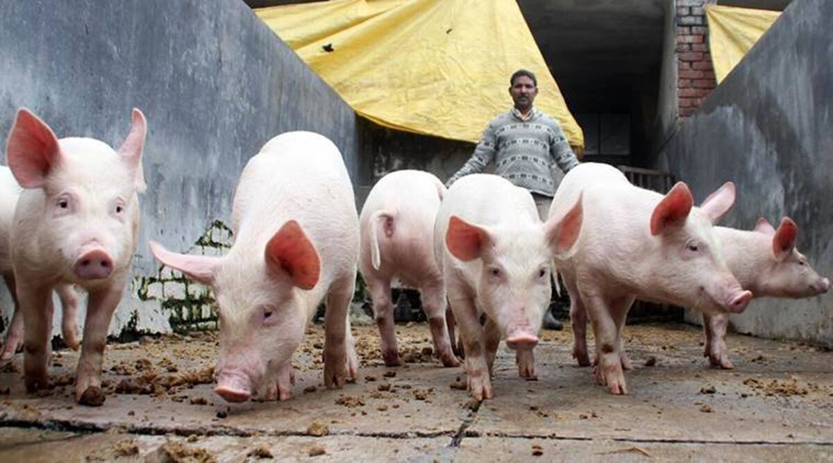 Tripura: Govt prepares to cull pigs after confirmation of African Swine  Fever outbreak in Sepahijala district | North East India News,The Indian  Express