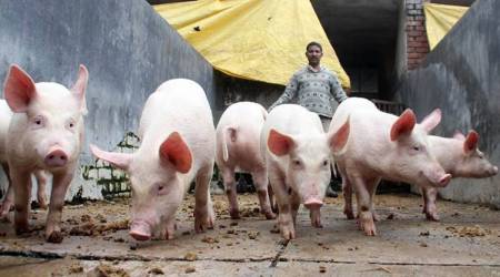 These samples were sent after several cases of pig deaths were reported at the animal breeding farm in Devipur under Sepahijala district, he added. (File)