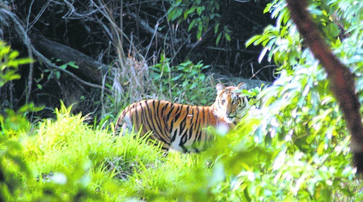 Karnataka wildlife, Karnataka forest department, Karnataka forest dept vacancy, karnataka govt, karnataka news, Indian express