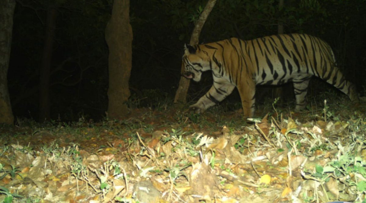 Maharashtra: Tiger Spotted In Radhanagari Wildlife Sanctuary, Fourth ...