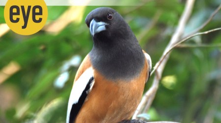 Healing Touch: Rufous treepie (Credit: Ranjit Lal)