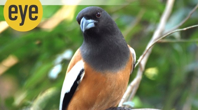 Healing Touch: Rufous treepie (Credit: Ranjit Lal)