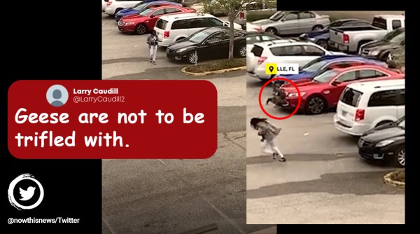 geese attacks woman, Florida, protective geese, geese video, goose, geese attacks woman video, indian express