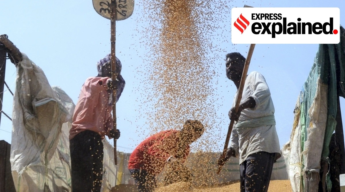 Labourers work on the wheat grain brought after harvesting, at a grain market in Amritsar (PTI Photo/File)