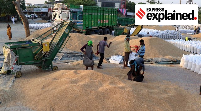 Labourers at a grain market. (Express Photo: Gurmeet Singh, File)