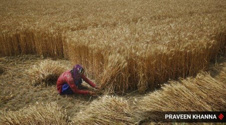 Demand shoots up, MP wheat farmers turn to private mandis