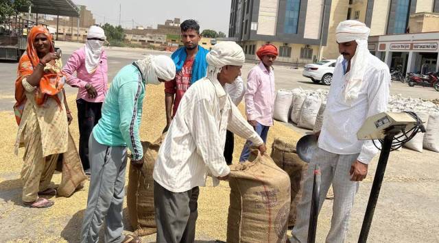 Haryana had set a target to procure 85 lakh tonnes of wheat this Rabi season.
