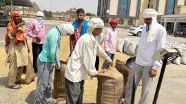 Wheat procurement, Wheat procurement crisis, Rajasthan’s Sri Ganganagar, wheat farmers, Indian Express, India news, current affairs, Indian Express News Service, Express News Service, Express News, Indian Express India News