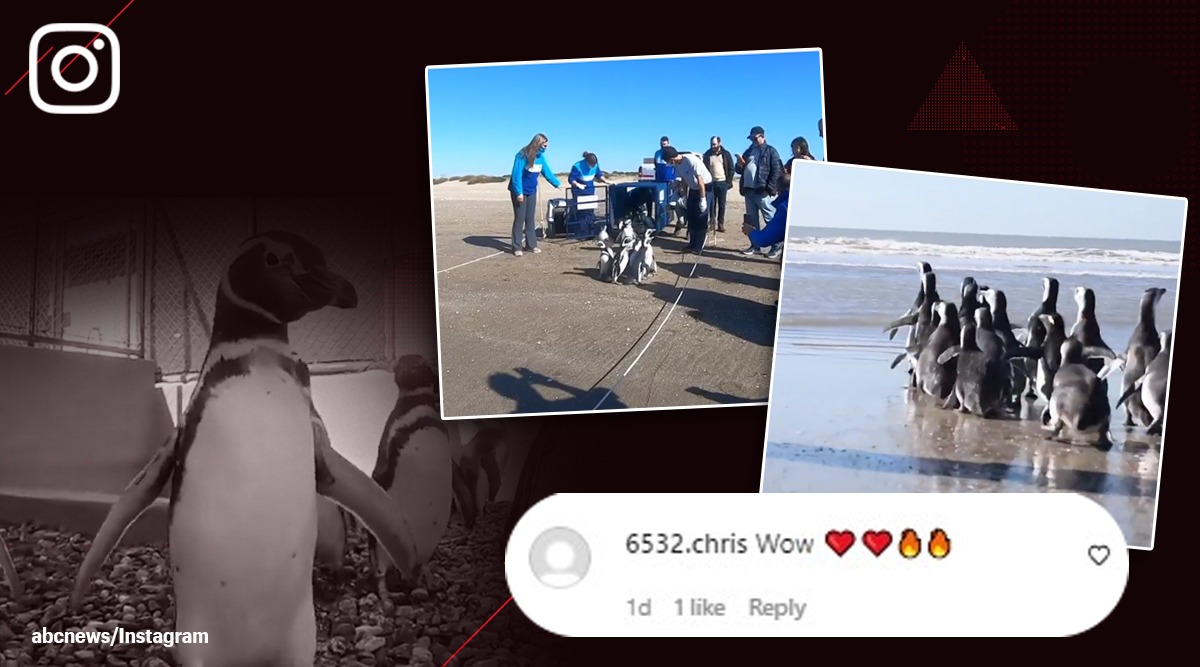 penguins rehabilitation, penguins released into sea, Argentina, Buenos Aries province, penguin video, indian express