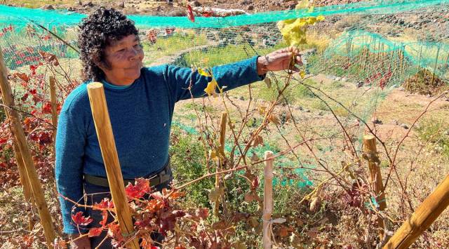 chile, wine, exotic wine