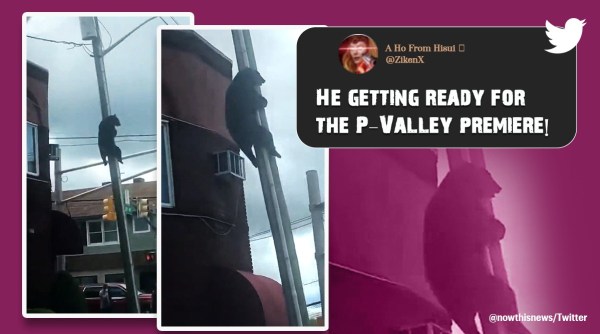 bear on pole, bear clinging to pole, US, New Jersey, bear video, bear, bear funny video, indian express