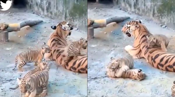 Viral video: Tiger cub cuddles with its mother, netizens say it's 'real  beauty' of nature