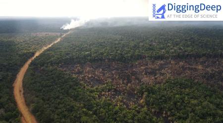 Amazon rainforest deforestation