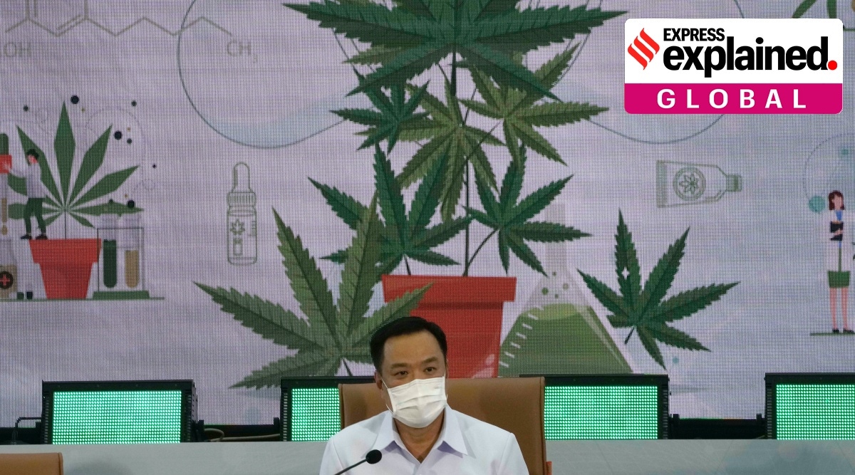 Thailand gives green light to growing cannabis at home