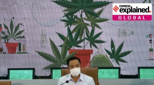 Explained: Why Thailand will distribute 1 million cannabis plants to households