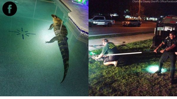 alligator in swimming pool, alligator photos, alligator swims in pool, Florida, US, indian express