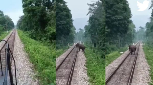 elephant crossing railway tracks, elephant videos, train stops for elephant, elephant crossing, indian express