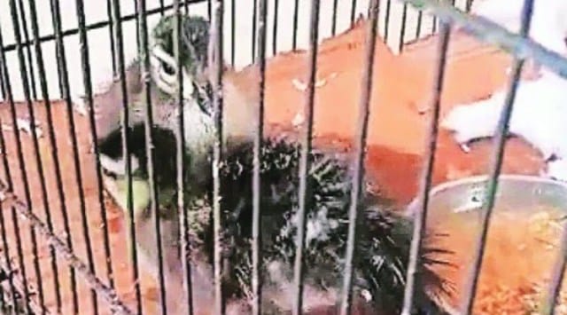 At present, 34 eggs of wood ducks and 10 of pheasants are still in the incubator. (Express)