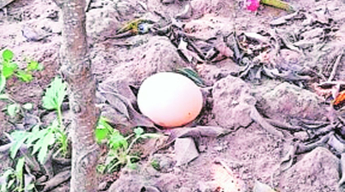 At least 12 eggs were picked and put in the incubator for the artificial hatching. (Express Photo)