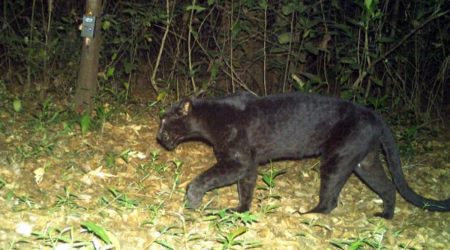 The black panther spotted in a wildlife sanctuary in Goa. Photo: Goa Forest Department