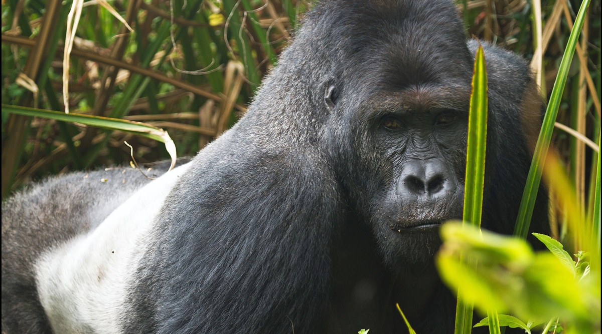 gorilla