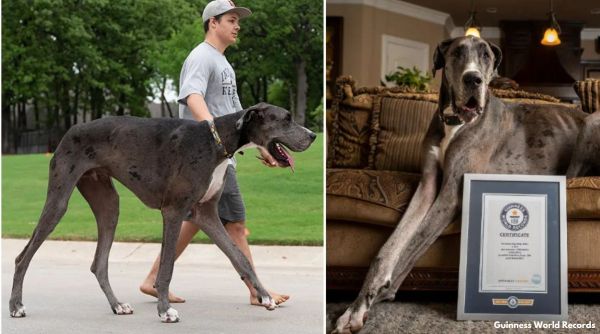 Zeus tallest dog in world, Guinness World record tallest dog, Zeus great dane world record, The tallest dog in world Zeus, Indian Express