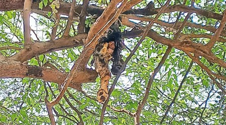 Staff deployed at the dumping ground have found carcasses hanging from trees twice in the last fortnight. (Express)