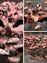 In pictures Flamingos paint Navi Mumbai pink in large numbers