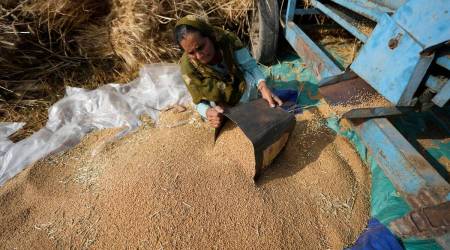 Experts added that after government procurement, which is on till May 31 but only on paper, traders want to buy the available grain in the mandis and are offering Rs 2100 per quintal.
