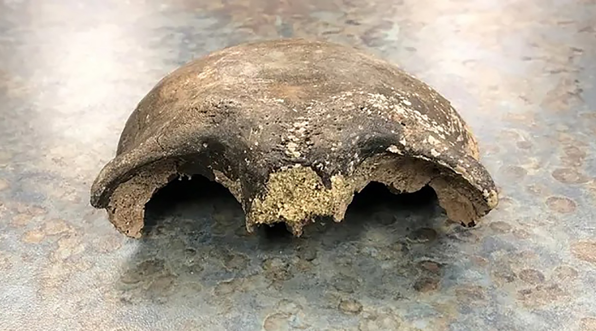 Human cranium approximately 8,000 years antique is discovered in Minnesota river