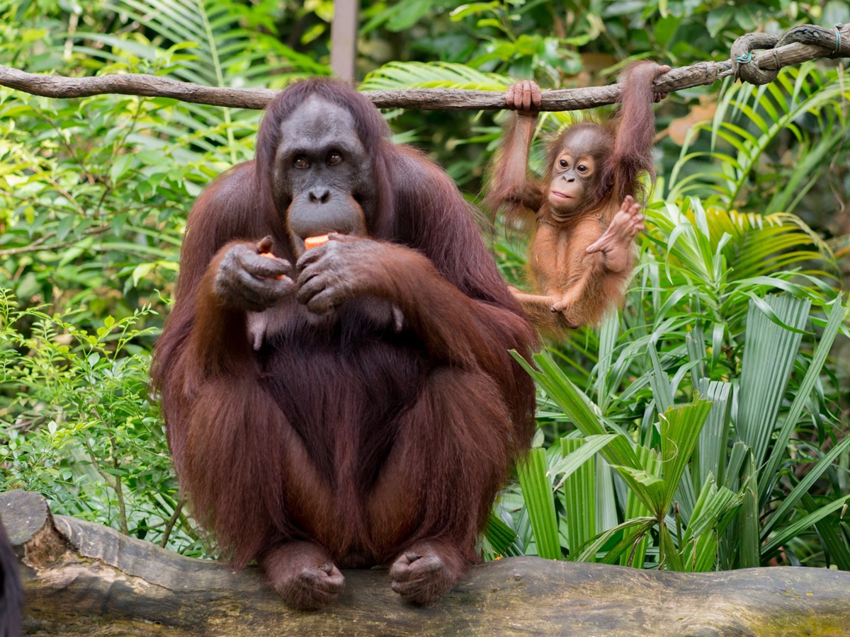 orangutanas
