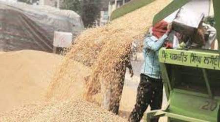 Punjab to conclude procurement as wheat arrival declines: Centre yet to take call on shrivelled grains, mandis to start shutting from May 5