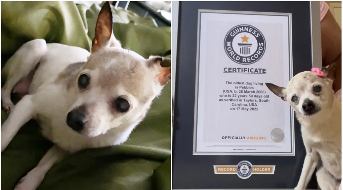 Alia Dog Gal Vidoe Xxx - Meet 22-year-old Toy Fox Terrier 'Pebbles', the world's 'oldest dog living'  | Life-style News - The Indian Express