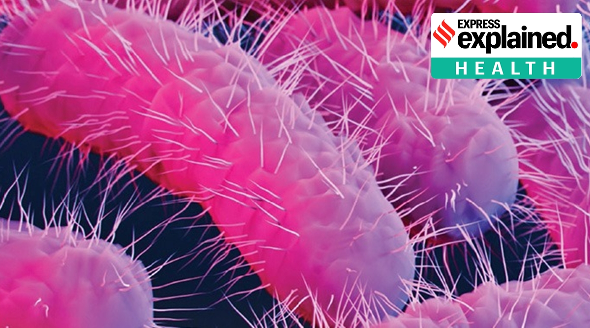 Shigella is a bacterium belonging to enterobacter family. (Centers for Disease Control and Prevention)