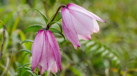 Shirui lily, Shirui lily festival, Shirui lily Kashong peak.