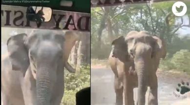elephant runs towards bus, elephant videos, elephant running, elephant, indian express