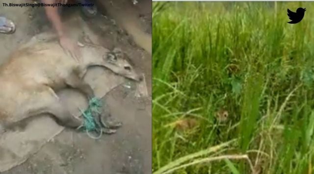Manipur minister Thongam Biswajit Singh, Sangai deer rescue, Assam floods, northeast floods, Manipur, indian express