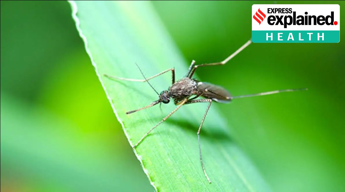 The virus was first reported in the state in Alappuzha in 2006 and then in Ernakulam in 2011. (Representational)