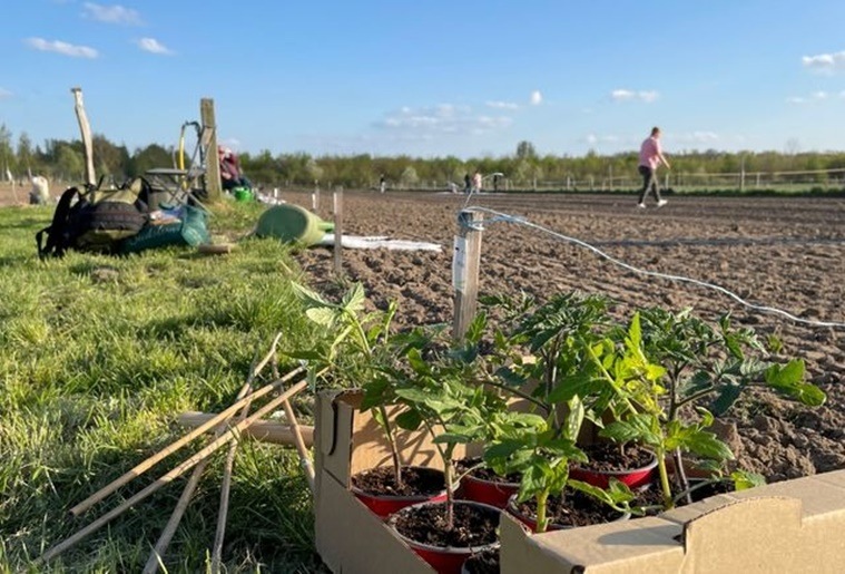 grow your own vegetables