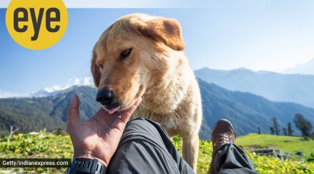 Dog Days: A dog could well be a panacea for urban living (Source: Getty Images)