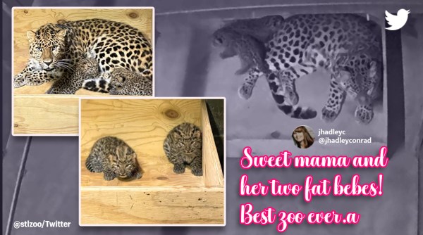 endangered Amur leopard born USA zoo, amur leopard, rare amur leopard born in zoo, amur leopard extinction, indian express