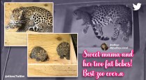 American zoo welcomes two cubs of endangered Amur leopard