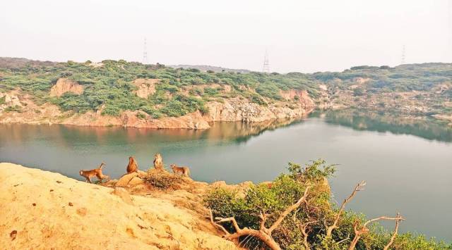 The sanctuary is situated in the South Delhi Ridge section of the Aravalli range on the Delhi-Haryana border. (Express Photo)