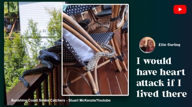 four carpet pythons in deck, python, four python, Australia, snake video, python video, indian express