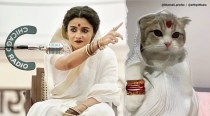 ‘Gangubai Cathiawadi’: A feline dressed as Alia Bhatt is melting hearts online