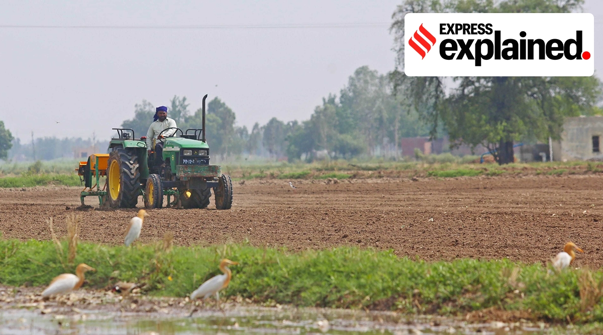 If the farmers go for paddy sowing, which starts from June 10 and continues till early July, then green manure can be incorporated into the soil at the time of puddling. (Express File Photo)