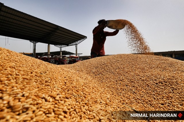 While there is a sharp dip in the wheat stock this year, it is still higher than the government’s buffer stock norms. (Express photo by Nirmal Harindran)