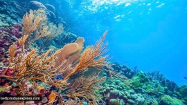 Great Nicobar coral translocation, Galathea Bay port project, Great Nicobar mega project, Indian Express news