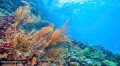 4 sites on Nicobar west coast identified for coral translocation, says Zoological Survey of India